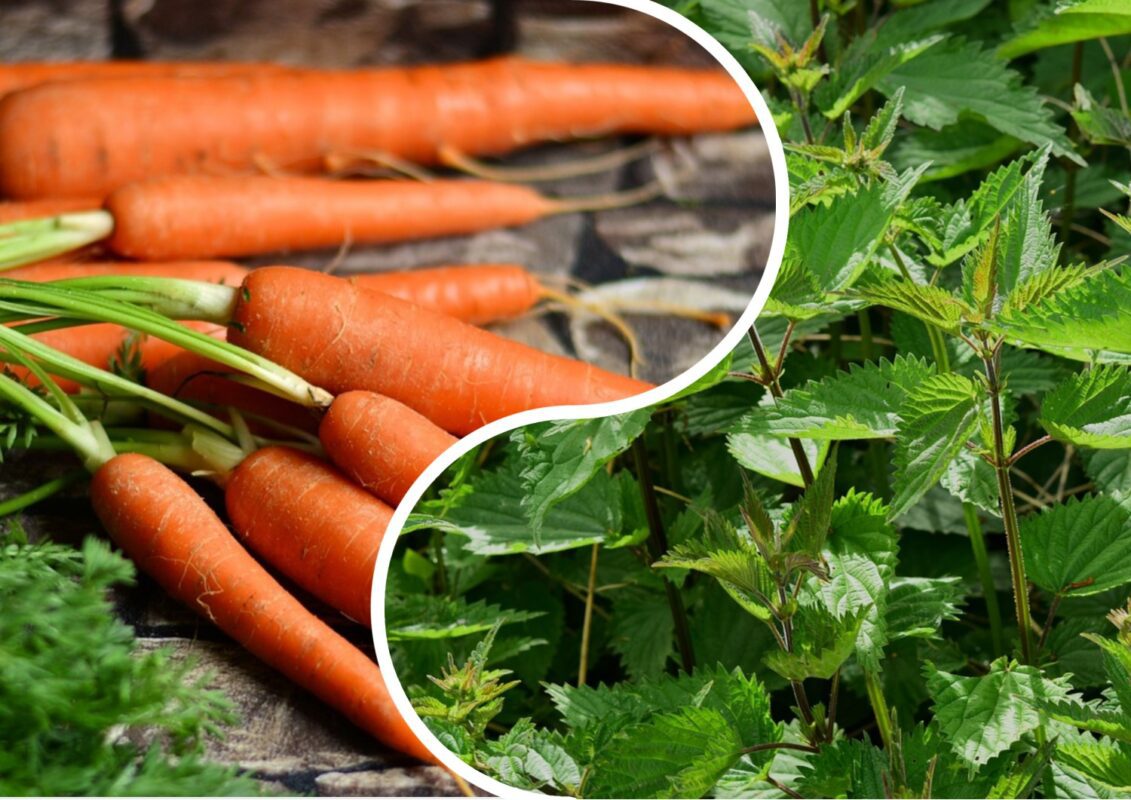 Городник розповів, як виростити розкішний врожай моркви 