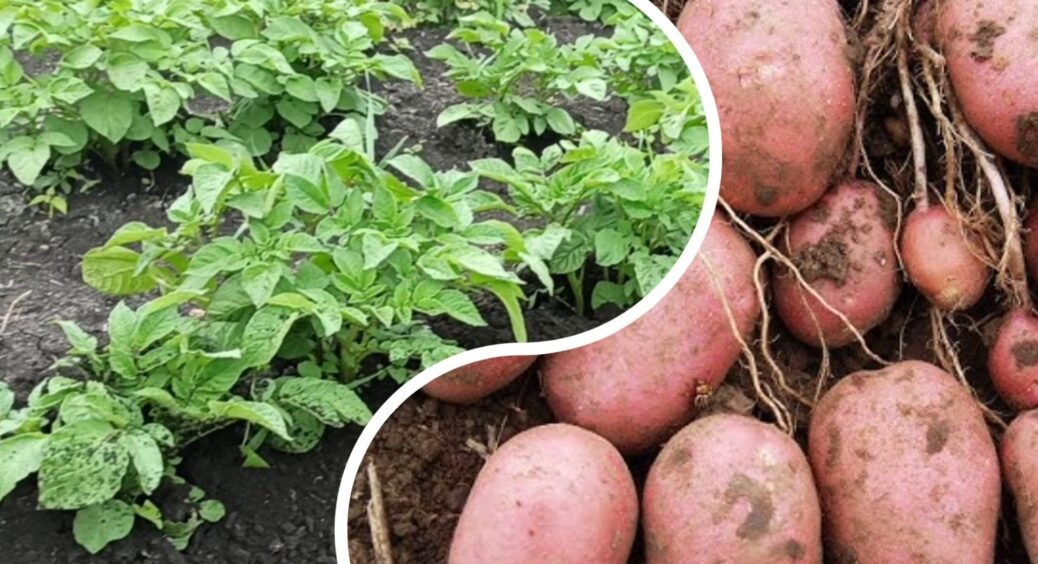 На Закарпатті між кущами картоплі просто саджають це і збирають вдвічі більше врожаю 