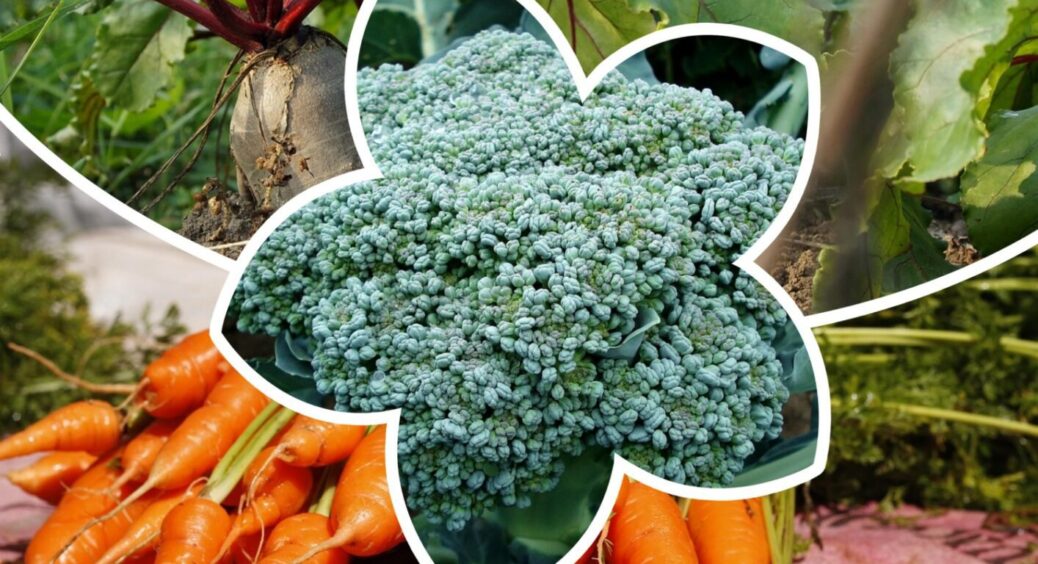 5 рослин, які ще можна встигнути посадити в червні: урожай дозріє до перших заморозків 