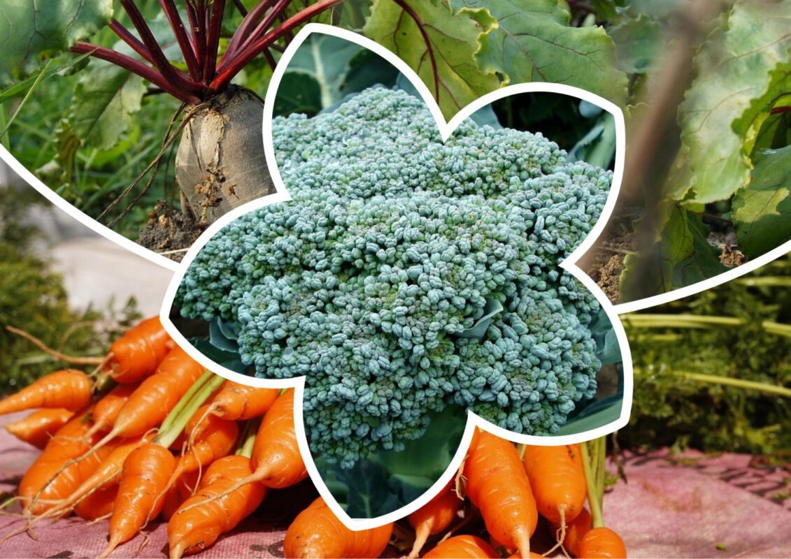 Садівники розповіли, які городні культури ще можна висадити в червні