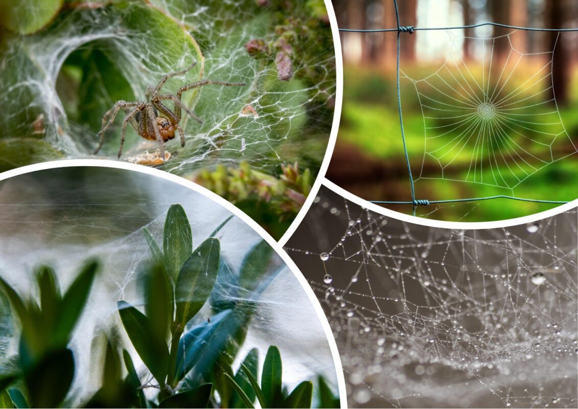 Садівники розповіли, чи треба боротися із павутиною на городі