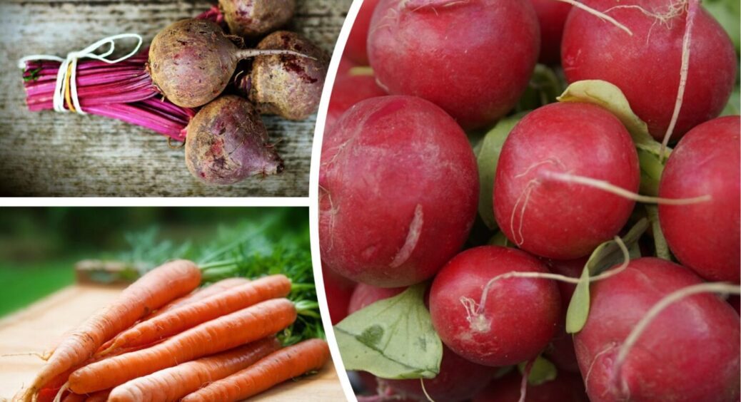 Свіжі овочі будуть до глибокої осені: що посіяти до липня – встигніть зібрати ще 2 хвилі урожаю 