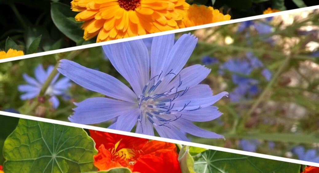 Не хочеться поливати? Не треба! Ці 3 квітки здатні рости у спеку, ще й тижнями без води 