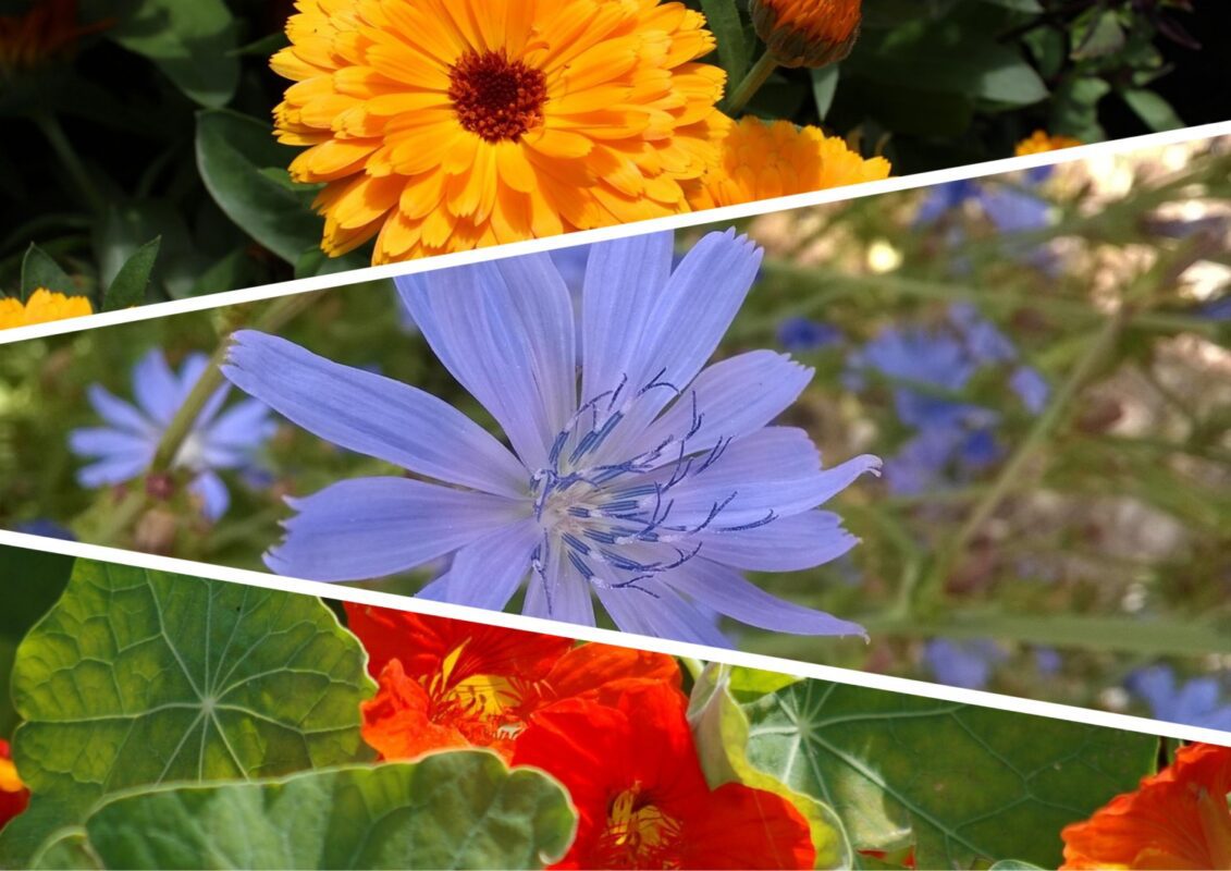 Експерти назвали квіти, які добре переносять спеку