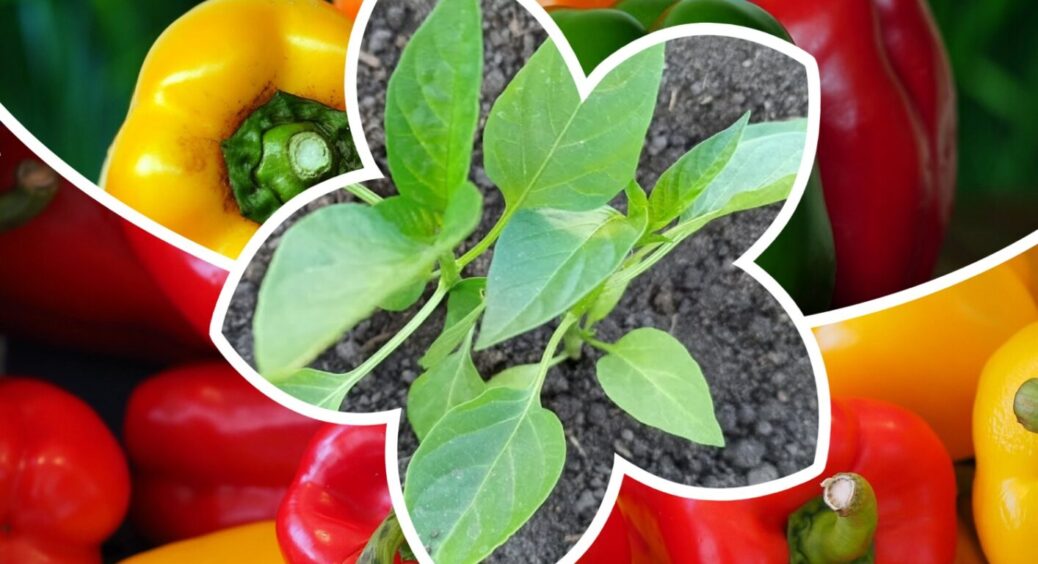 Якщо в липні насипати під перець 1 жменю ЦЬОГО добрива – плодів буде море: перевірено, і не раз 