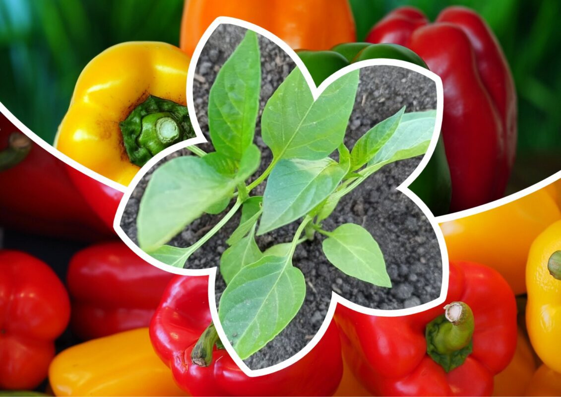 Експерт розповів, як ефективно стимулювати плодоношення у перців