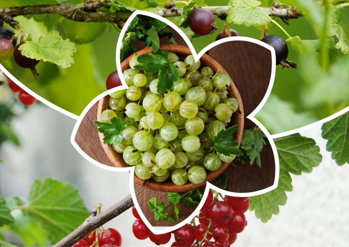 Садівники розповіли, як швидко і без зайвих зусиль зібрати врожай аґрусу та смородини