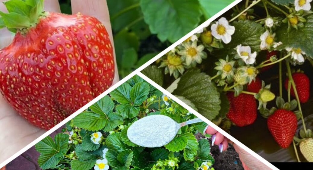 Внесла це 1 місяць тому, а полуниця дякує до сих пір: кущі ягід зараз – килим з квіток 