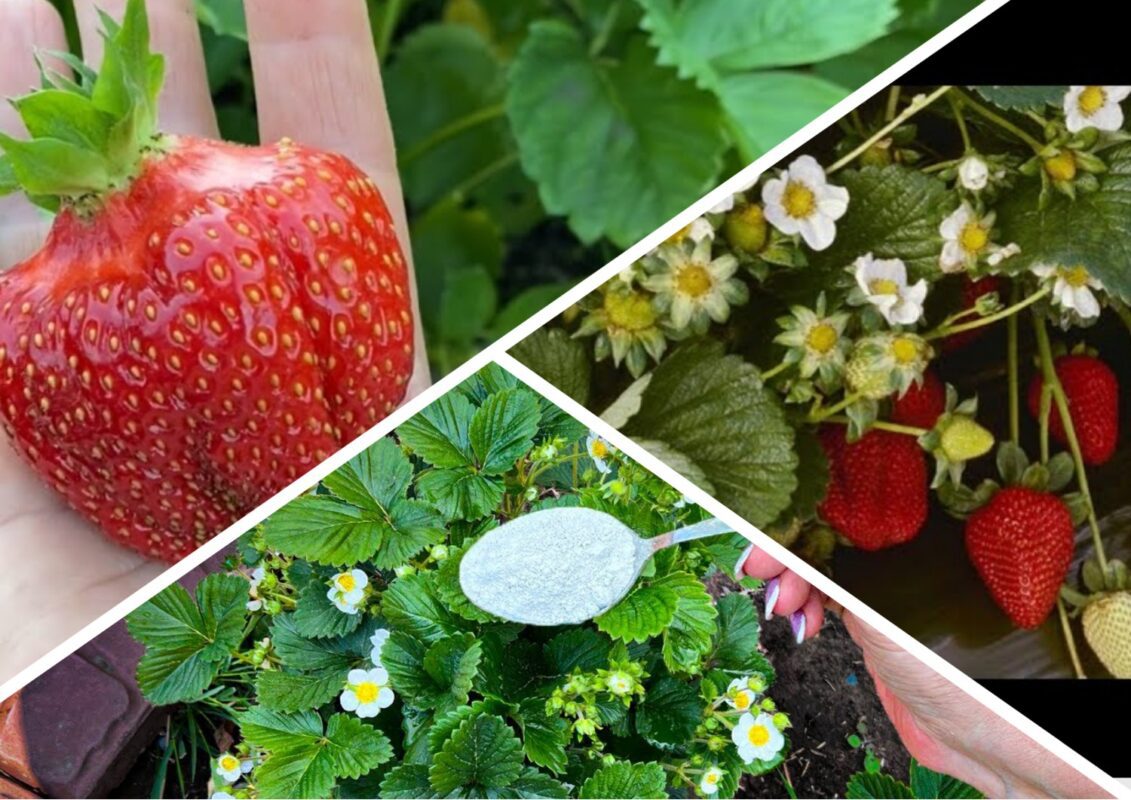 Садівник розповів, чим підживити полуницю в червні