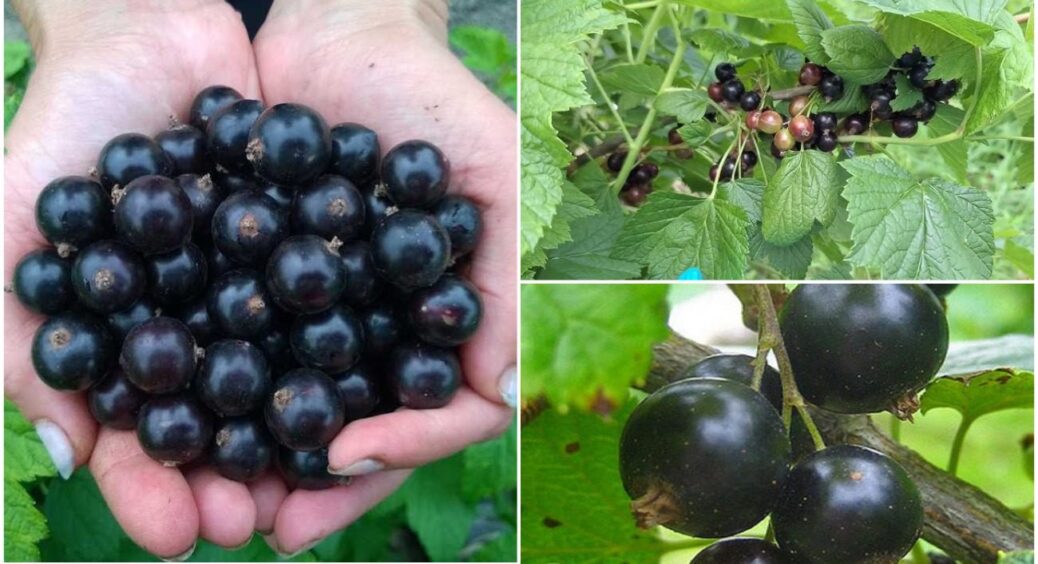 На Рівенщині смородина дає по 10-літровому відру з куща: бо знають, який сорт смородини обрати 