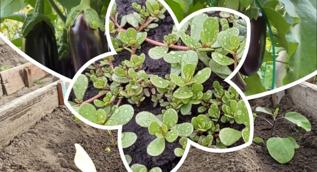 Невидимий ворог для баклажанів: побачили цей бур’ян – з корінням його без вагань 