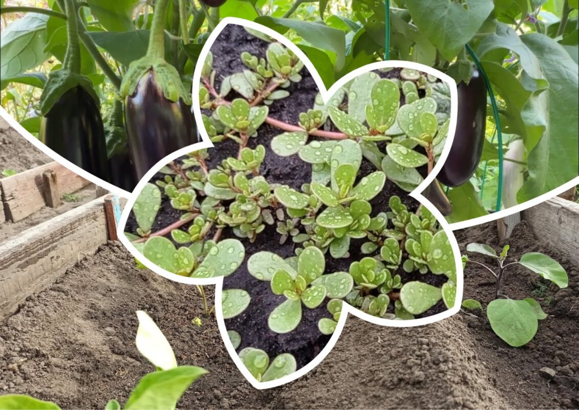 Бур'ян, який знижує врожайність баклажанів