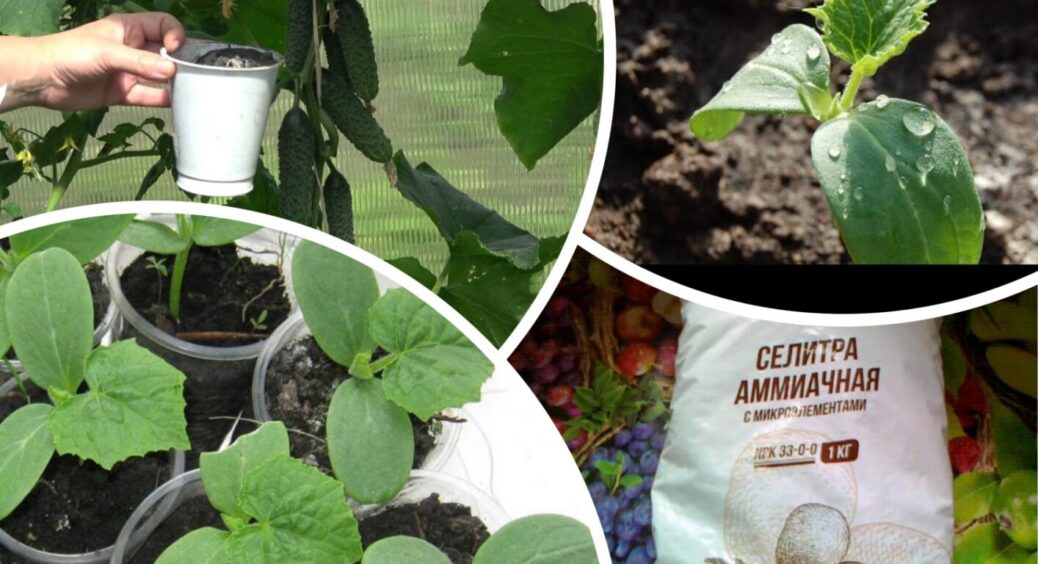 Урожайність огірків зростає на 60%: аграрії використовують базовий розчин з трьох інгредієнтів 