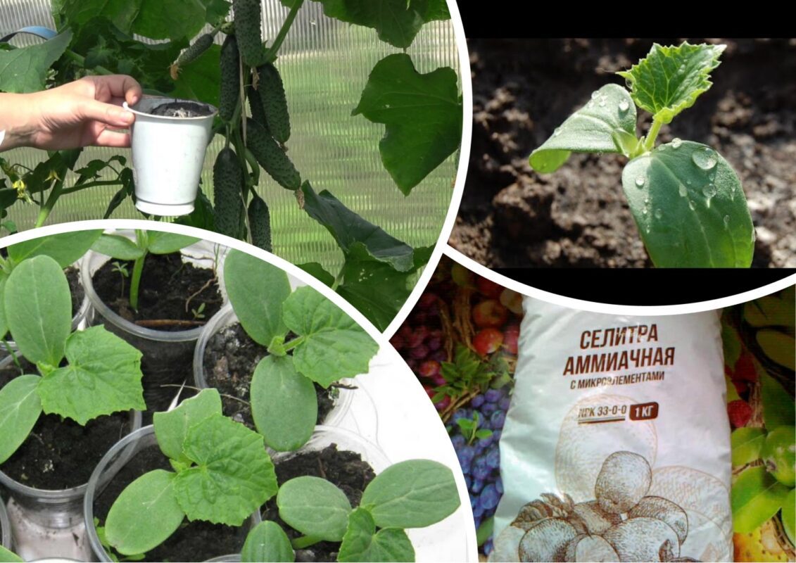 Яке добриво збільшить врожайність огірків на 60%