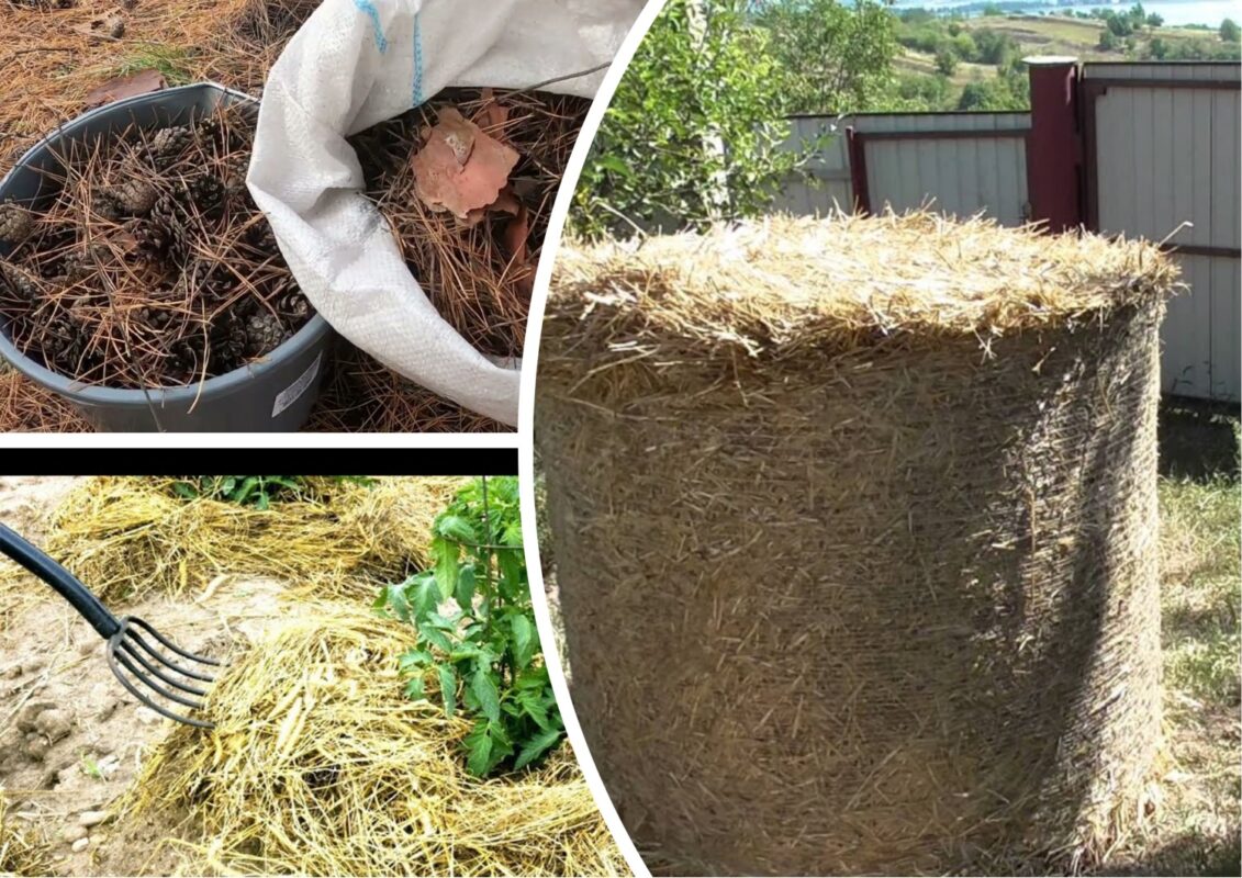 Який варіант мульчі підійде для спекотного літа