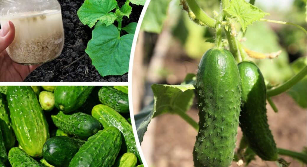 Вирощую щедрий врожай огірків: Ллю під корінь 1 “запліснявілий” настій і родить “Дай Боже” 