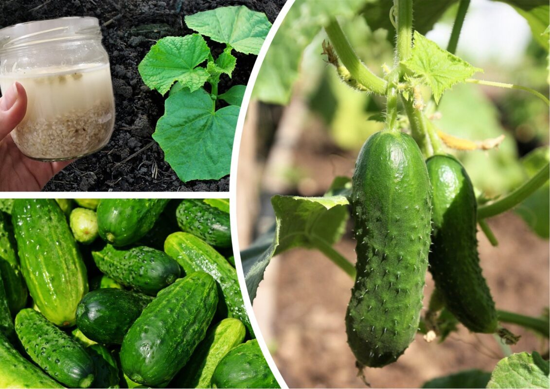 Городник розповів, яке підживлення для грядки можна приготувати вдома