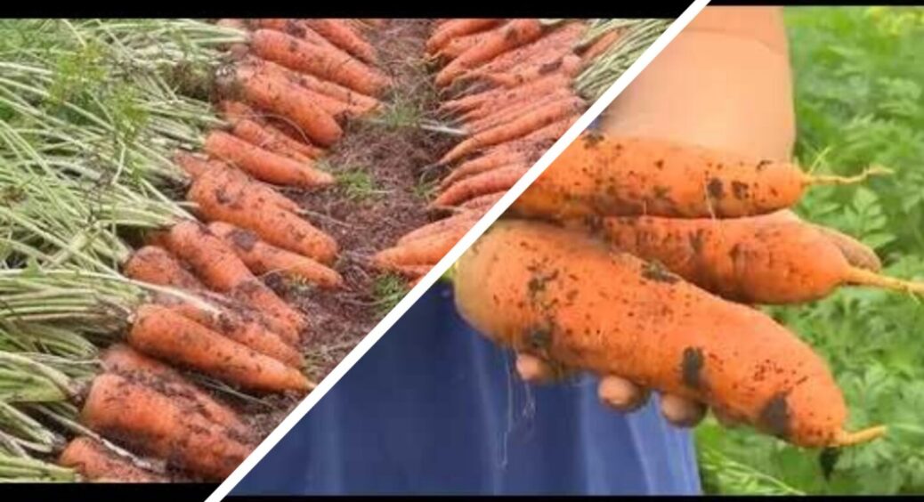 Морква буде довгою та ідеально рівною: 1 продукт на відро, і овочі бездоганні, наче з картинки 