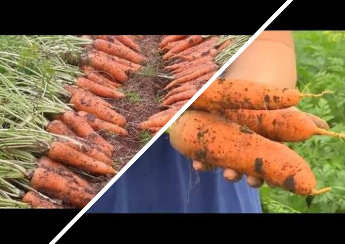 Агрономи розповіли, чим підживити моркву, щоб вона виросла солодкою, довгою та не тріскалася