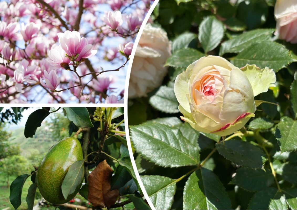 Які рослини більше не вирощують на Одещині і чому