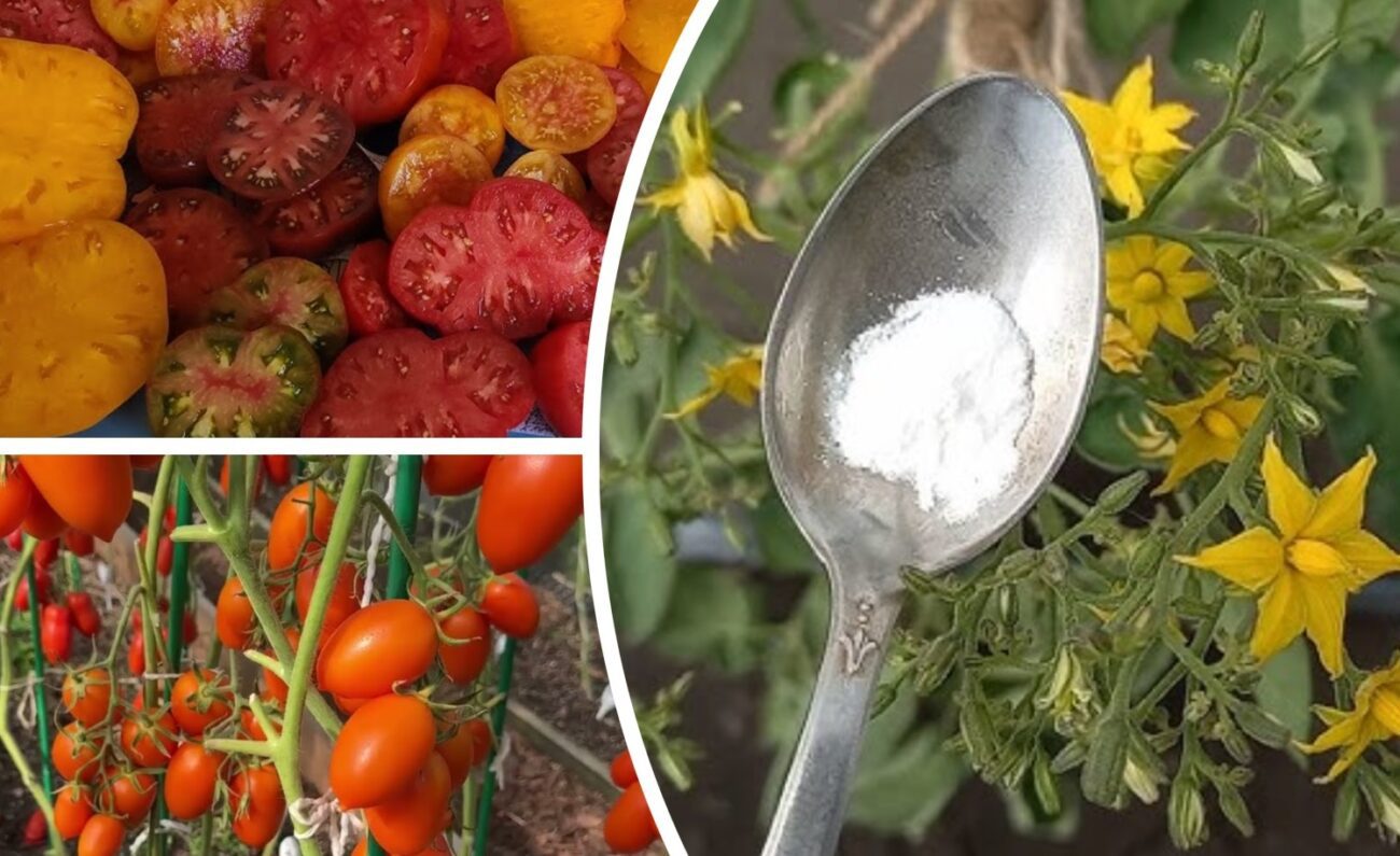 Аграрії розповіли, чим підживити помідори у червні, щоб мати вражаючий урожай