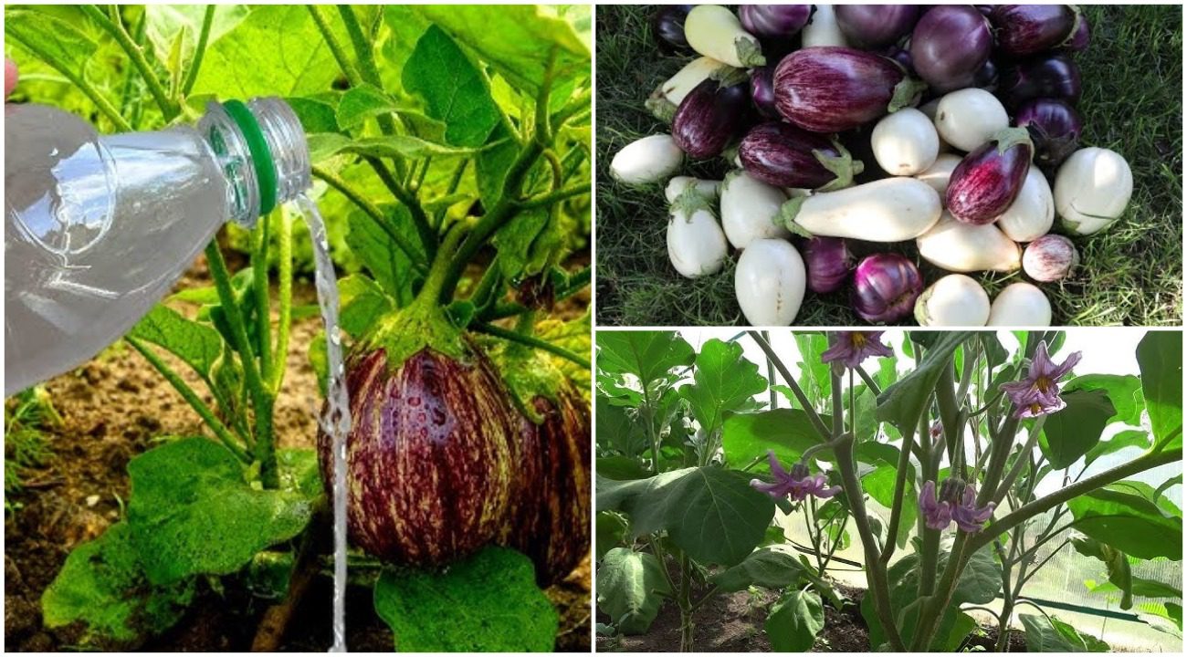 На Закарпатті баклажани дають до 15 плодів з куща: городники додають оцет у підживлення 