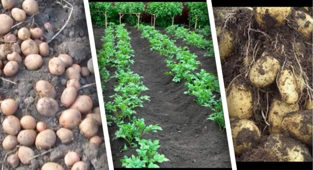 Як рясні дощі вплинуть на врожай коренеплодів в Україні: що кажуть фермери з досвідом 