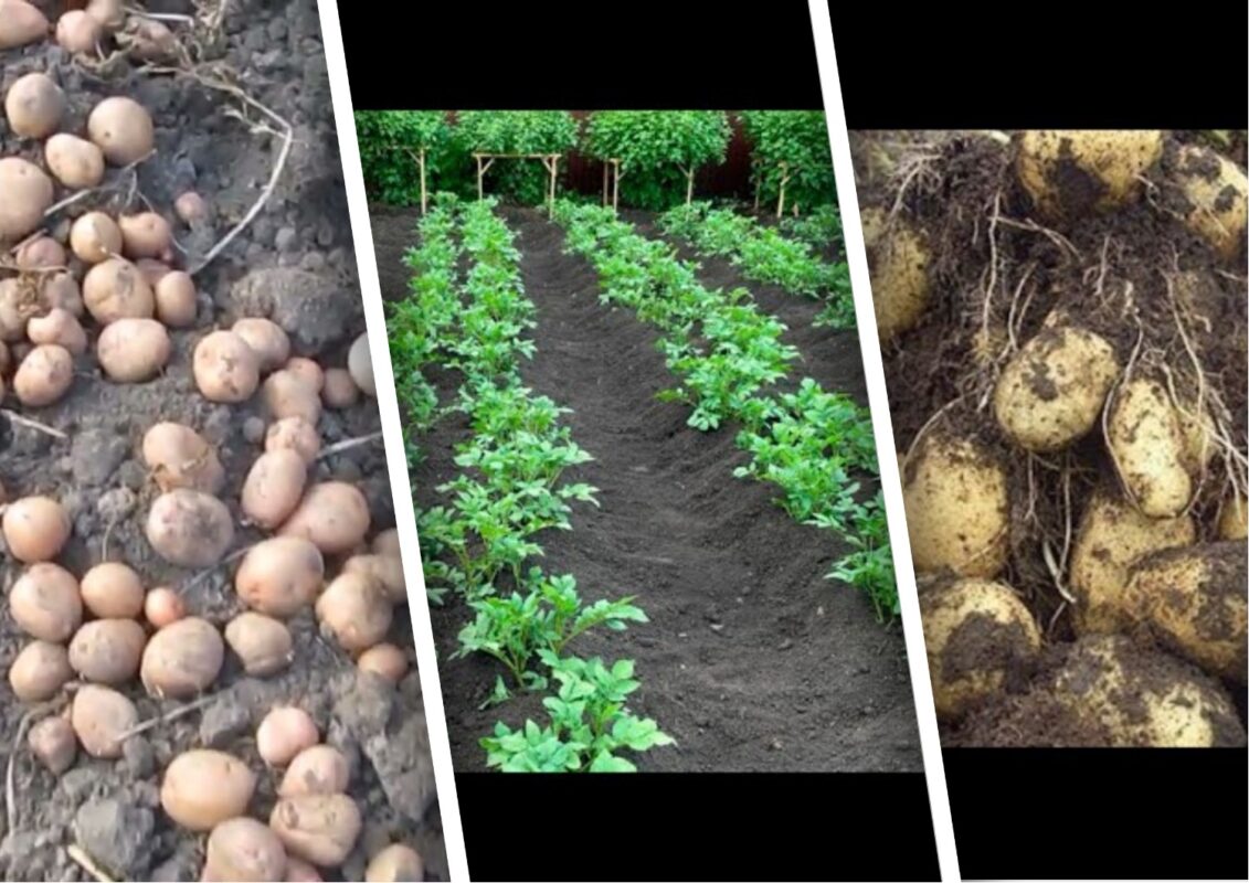 Фермери розповіли, як рясні дощі впливатимуть на врожаї коренеплодів