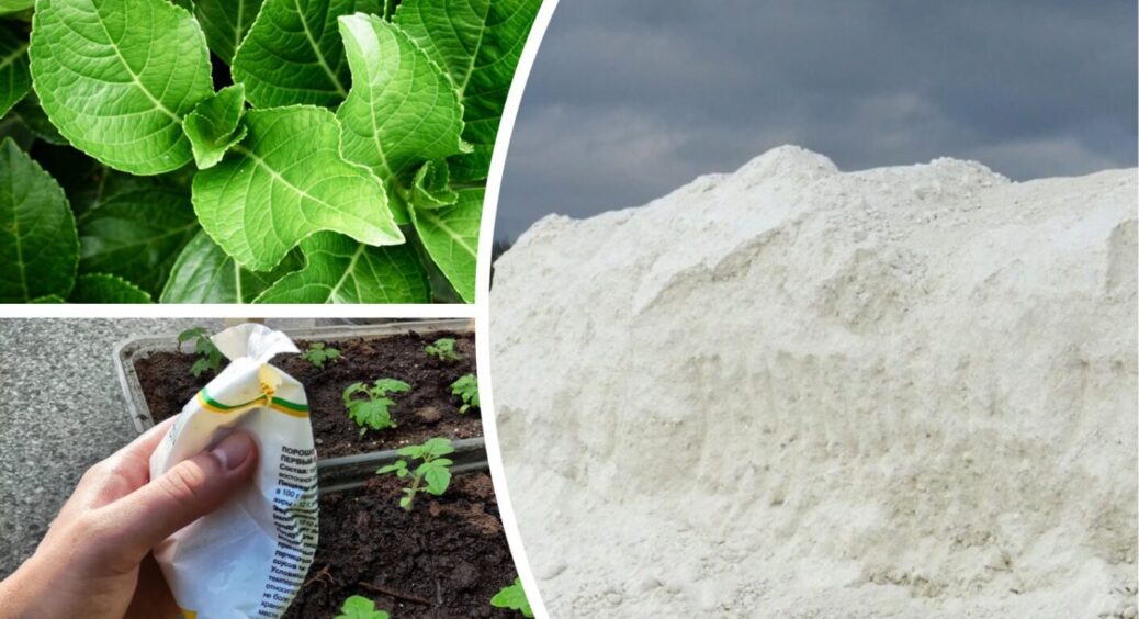 Настій хрону, підживка з крохмалю, крейда в ґрунт: у 2025 році повертаються давно забуті методи 