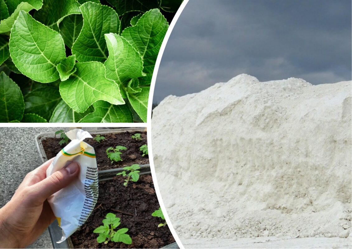 Городники нагадали давно забуті способи підживлення рослин на дачі