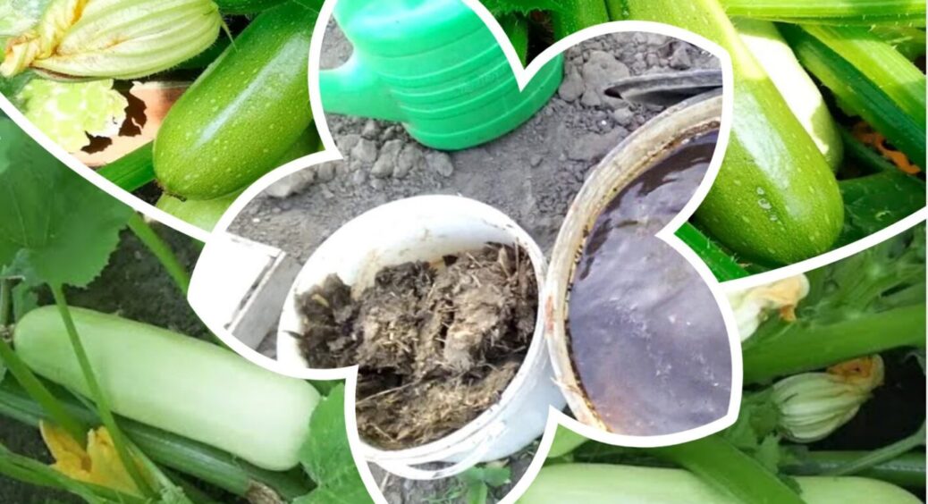 Встигніть до 15 червня: всього 1 обов’язковий полив – і кабачки родитимуть все літо напроліт 