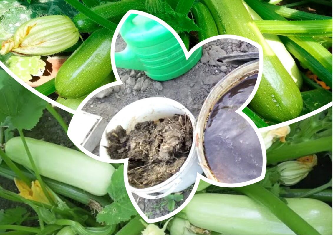 Городники розповіли, чим полити кабачки до 15 червня, щоб врожаї були гарні