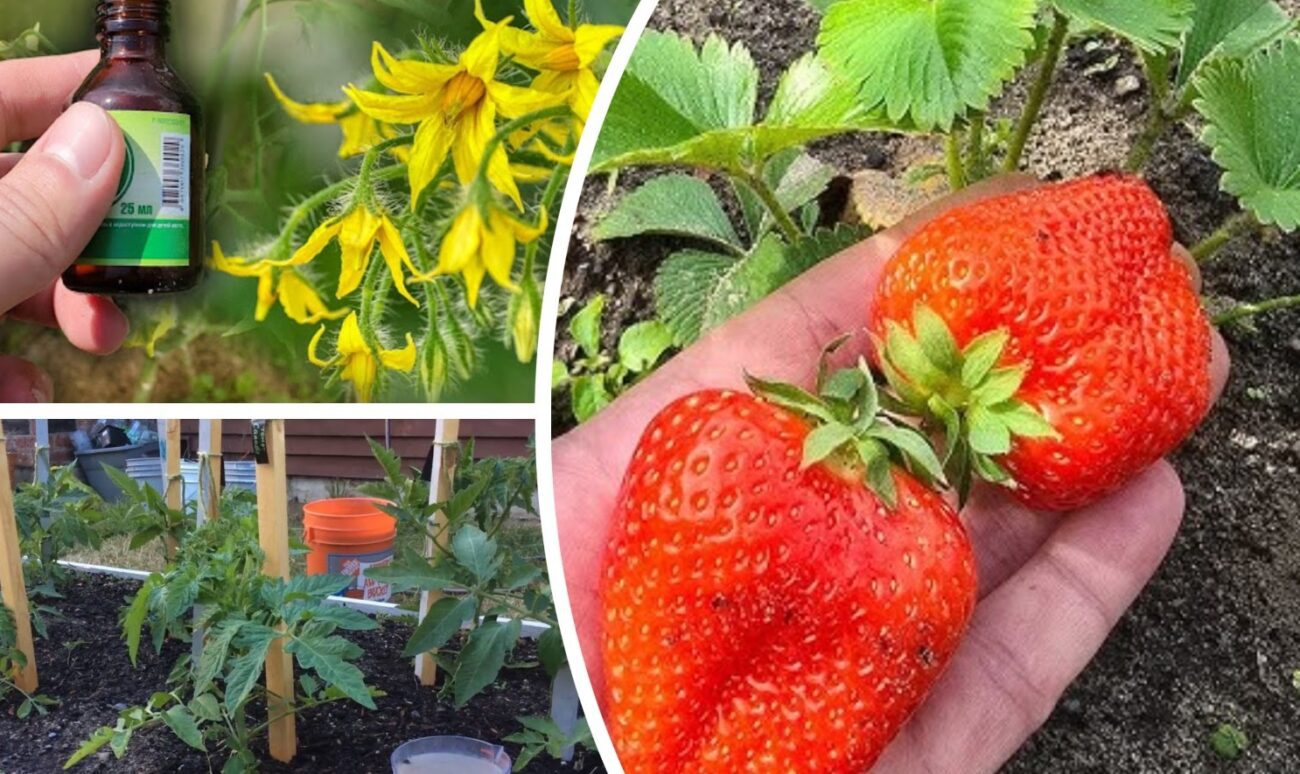 Садівники розповіли, чим підживити плодові дерева та ягоди для гарного урожаю