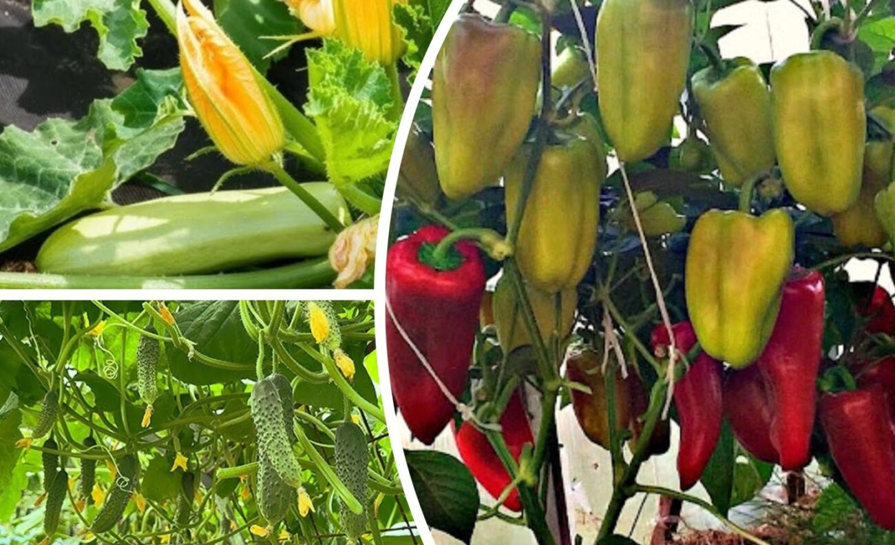 Агрономи розповіли, як уникнути гниття овочів на грядці в дощовий період