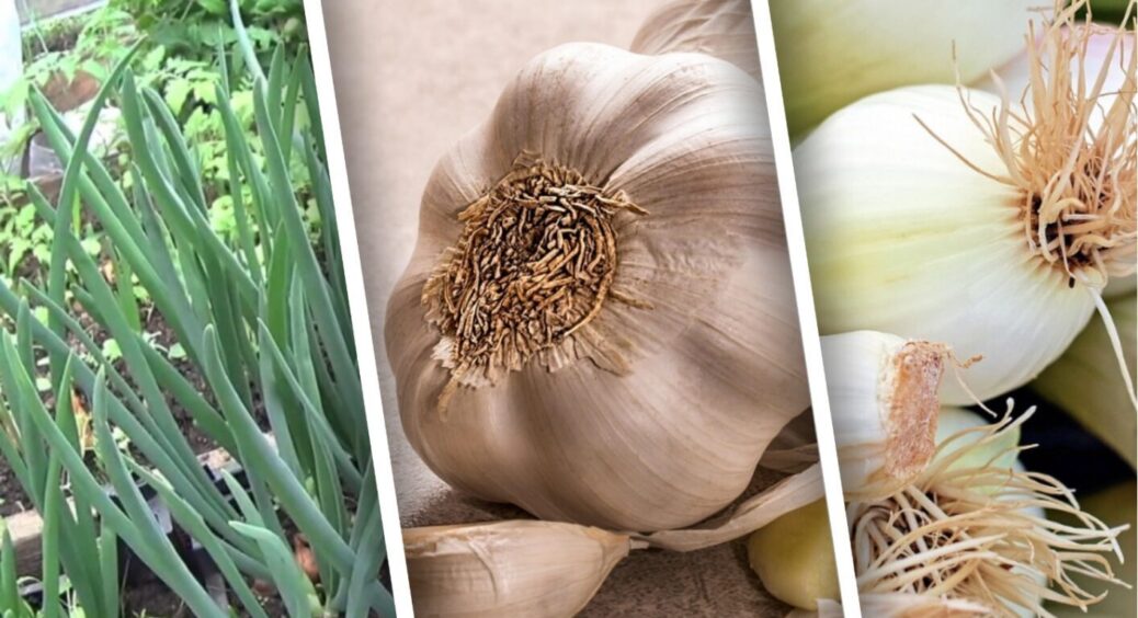 Жовте пір’я у часника та цибулі – не завжди сигнал лиха: побачили у червні – розслабтеся 