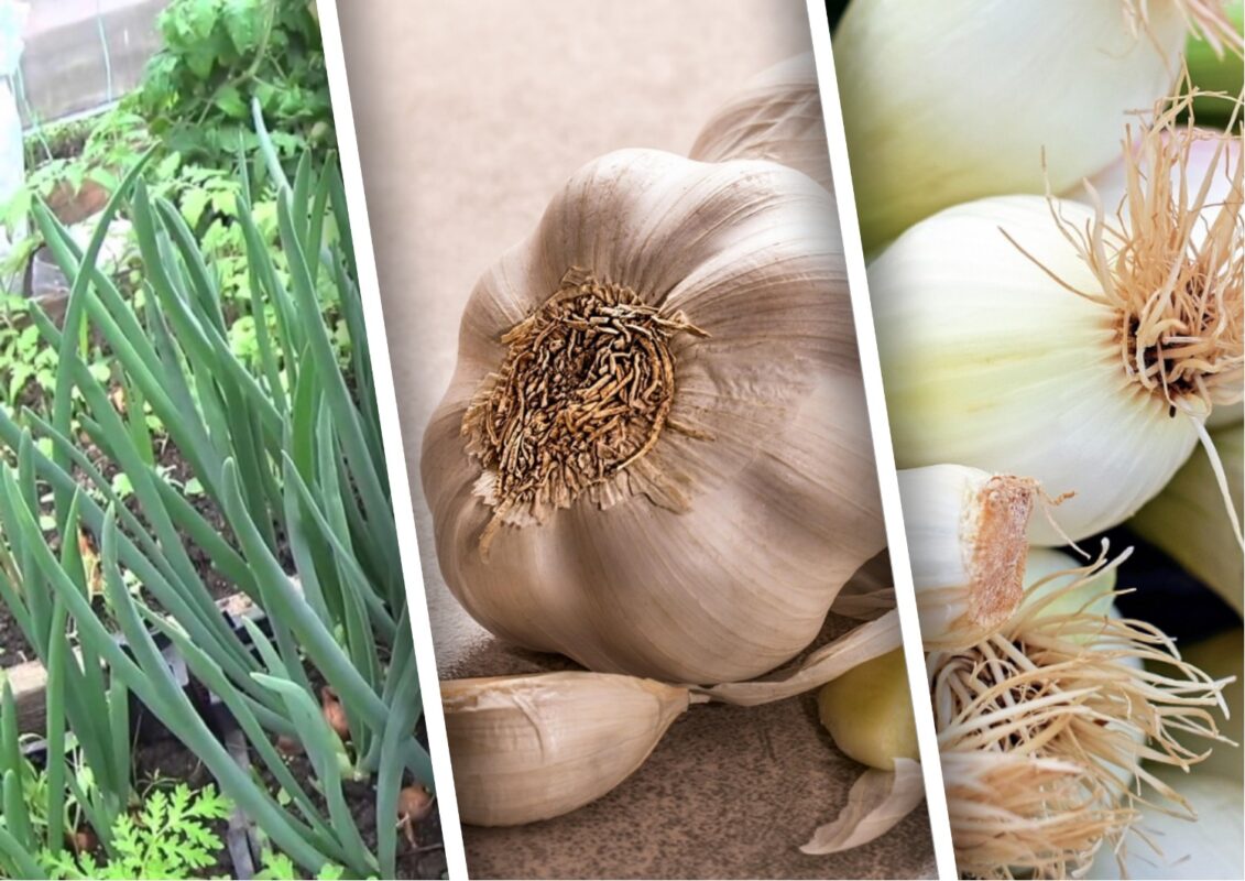 Експерт розповів, коли необхідно обов'язково зібрати цибулю та часник