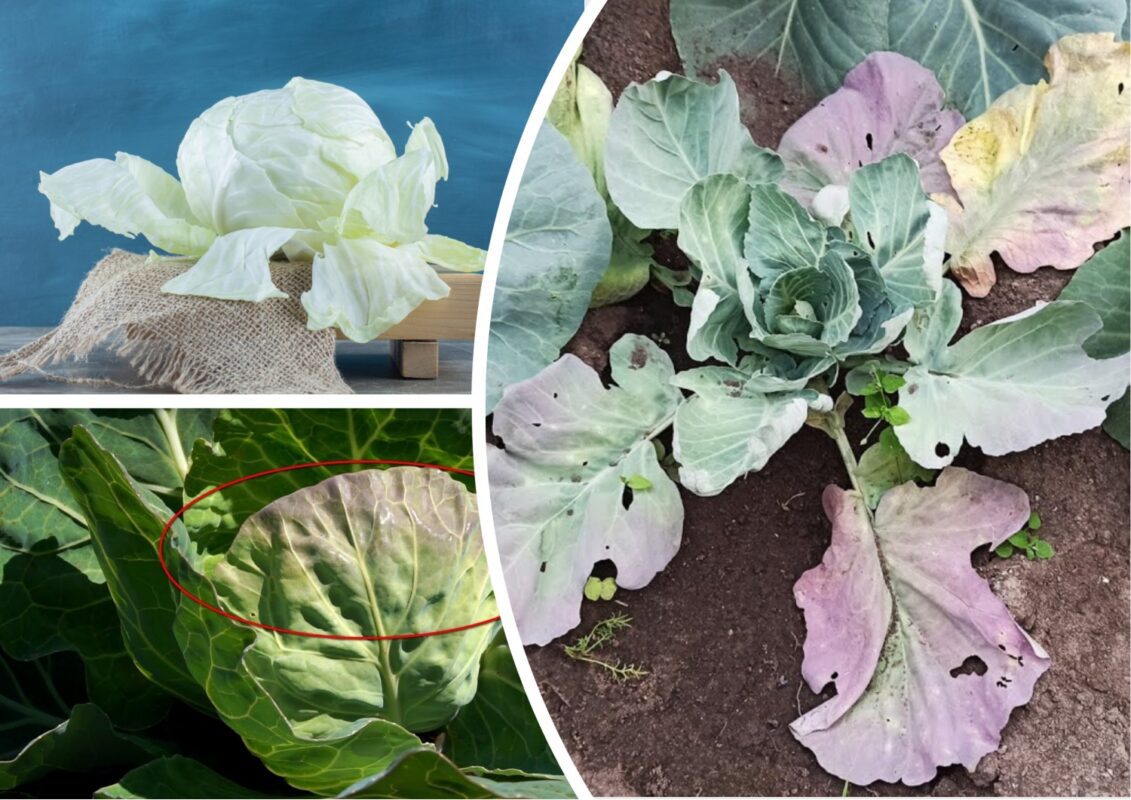 Городники назвали причину, чому листя білокачанної капусти стає фіолетовим