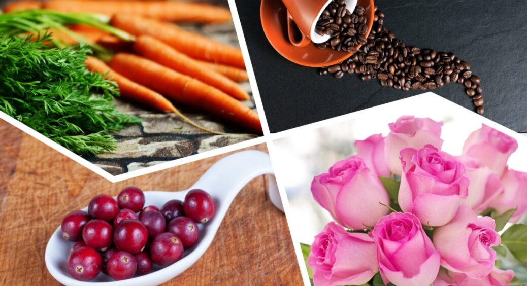 “Підживка” з кавової гущі: для одних рослин це найкраще добриво, а для інших – “отрута” 