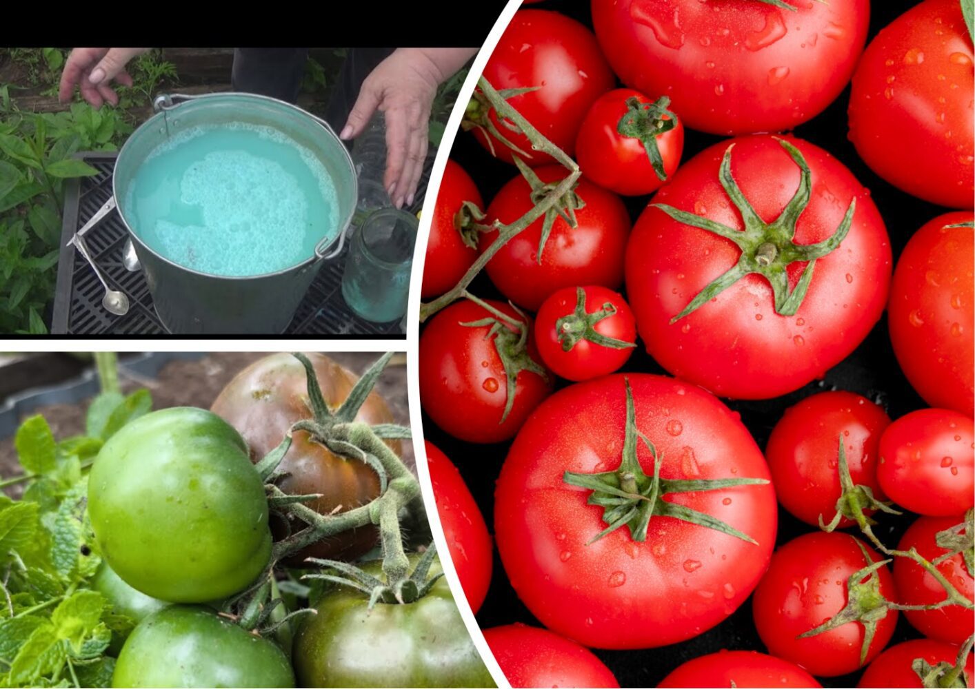 Як захистити рослини на грядках від фітофтори, коли йдуть рясні дощі