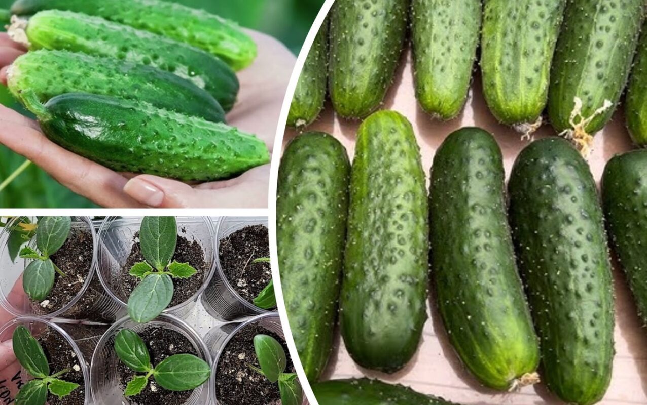 Садівник розповів, які помилки призводять до гіркого смаку у огірків