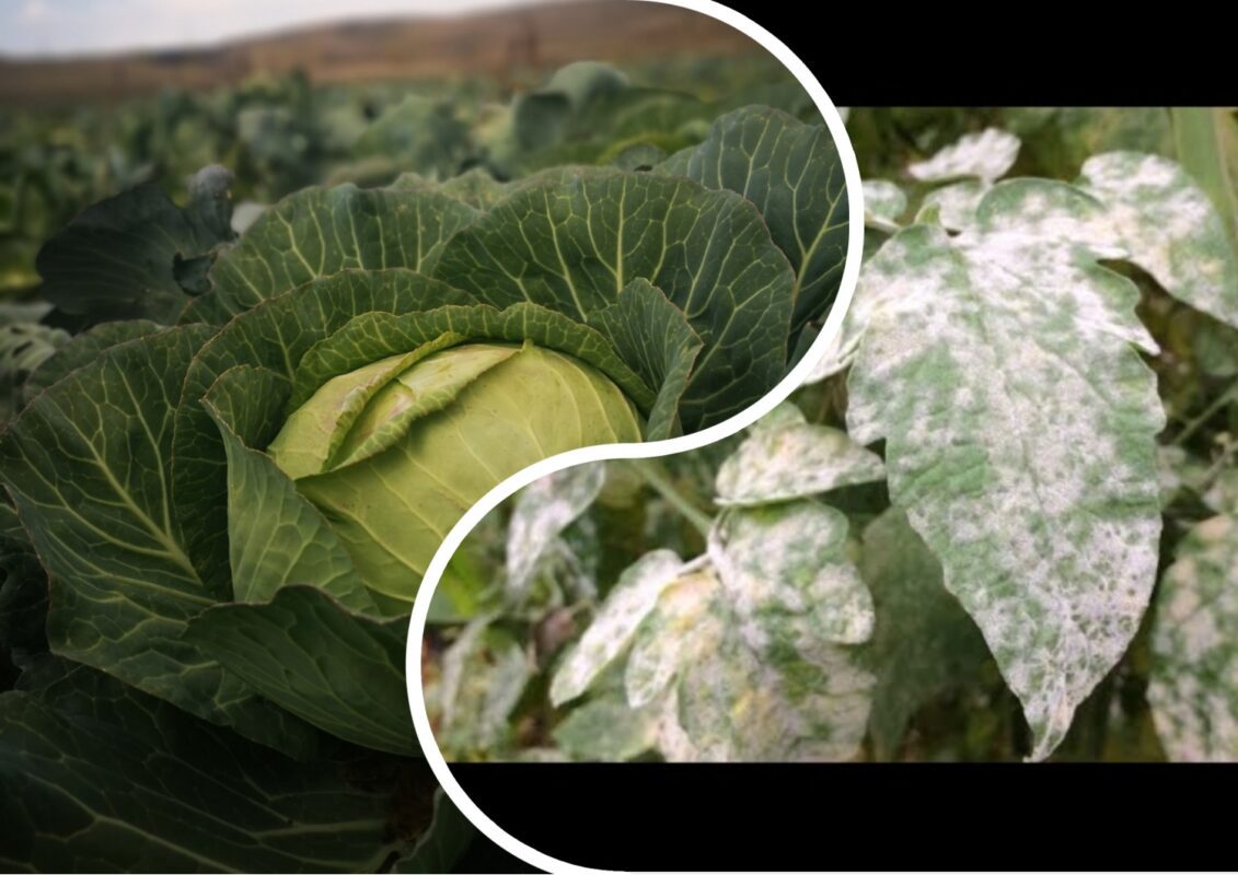 Агрономи Черкащини розповіли, чим обробити капусту від борошнистої роси