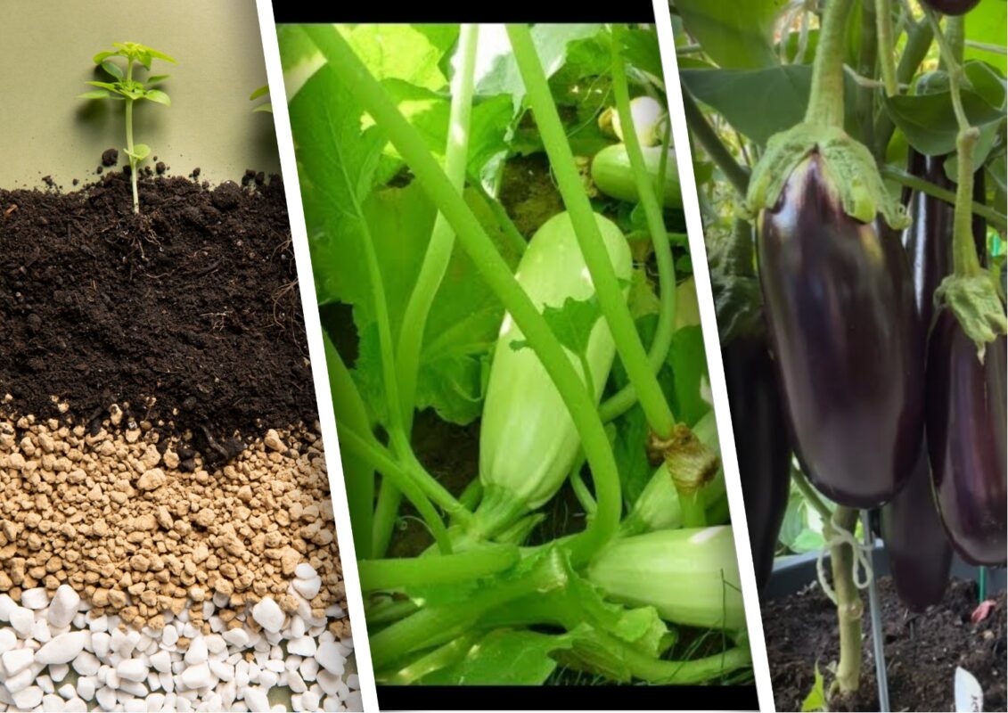 Агрономи розповіли, чим підживити кабачки та баклажани при посадці