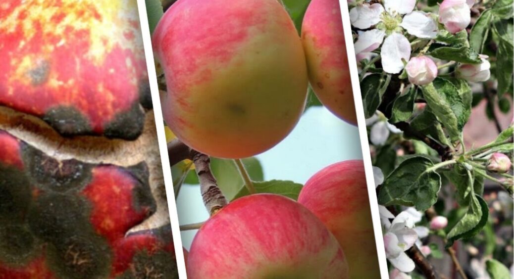 Забудьте про бордоську рідину: ось що у 2025 році справді працює від парші яблуні та груші 