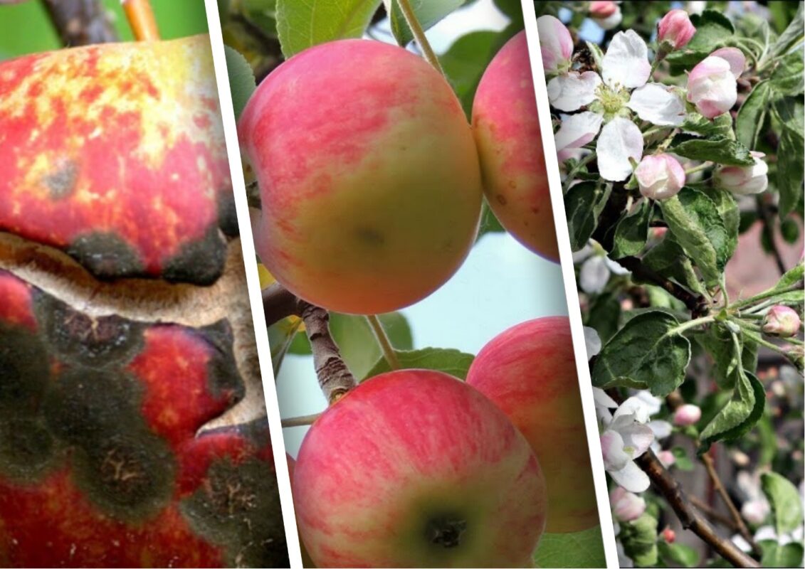 Садівники розповіли, чим обробити від парші яблуні та груші