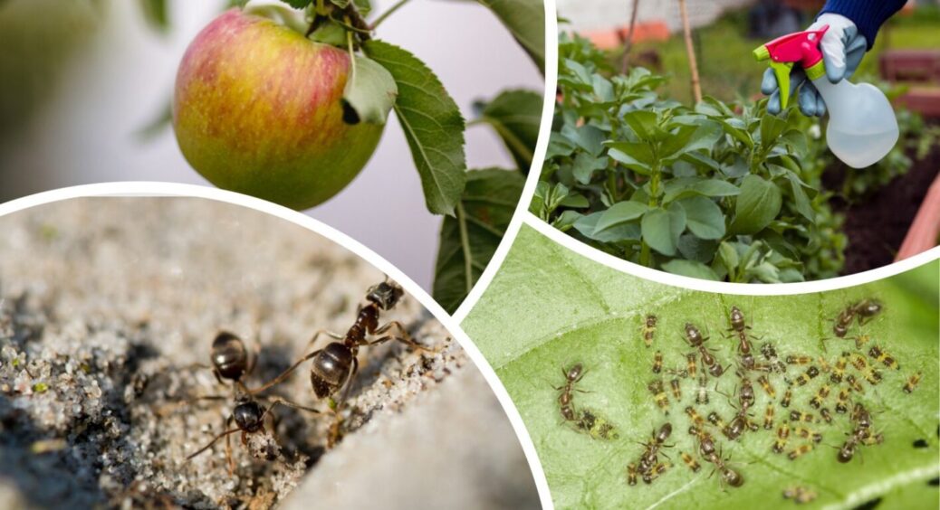 Чорнобривці поряд не росли: саджаю це під яблуні замість них – мурахи і попелиця пішли з саду 