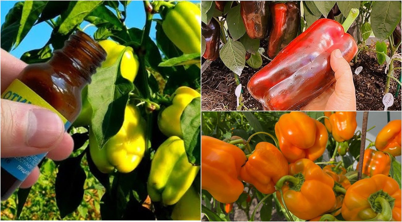 Експерт розповів, як отримати рясний врожай солодкого перцю