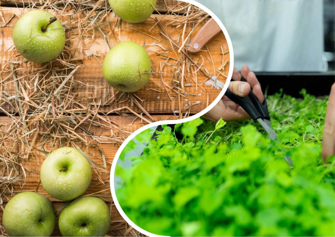 Городники розповіли, як зберегти врожай у спеку, якщо немає льоху і холодильника