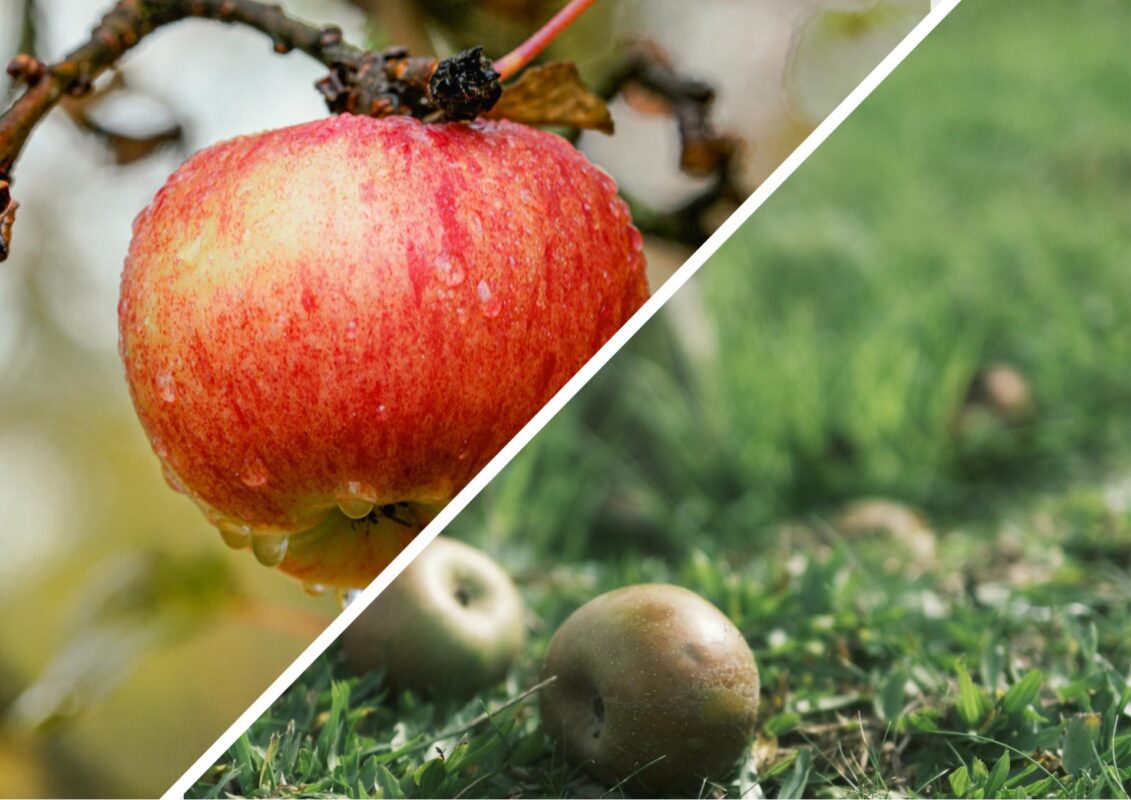 Агроном розповів, як правильно прорідити молоді яблука