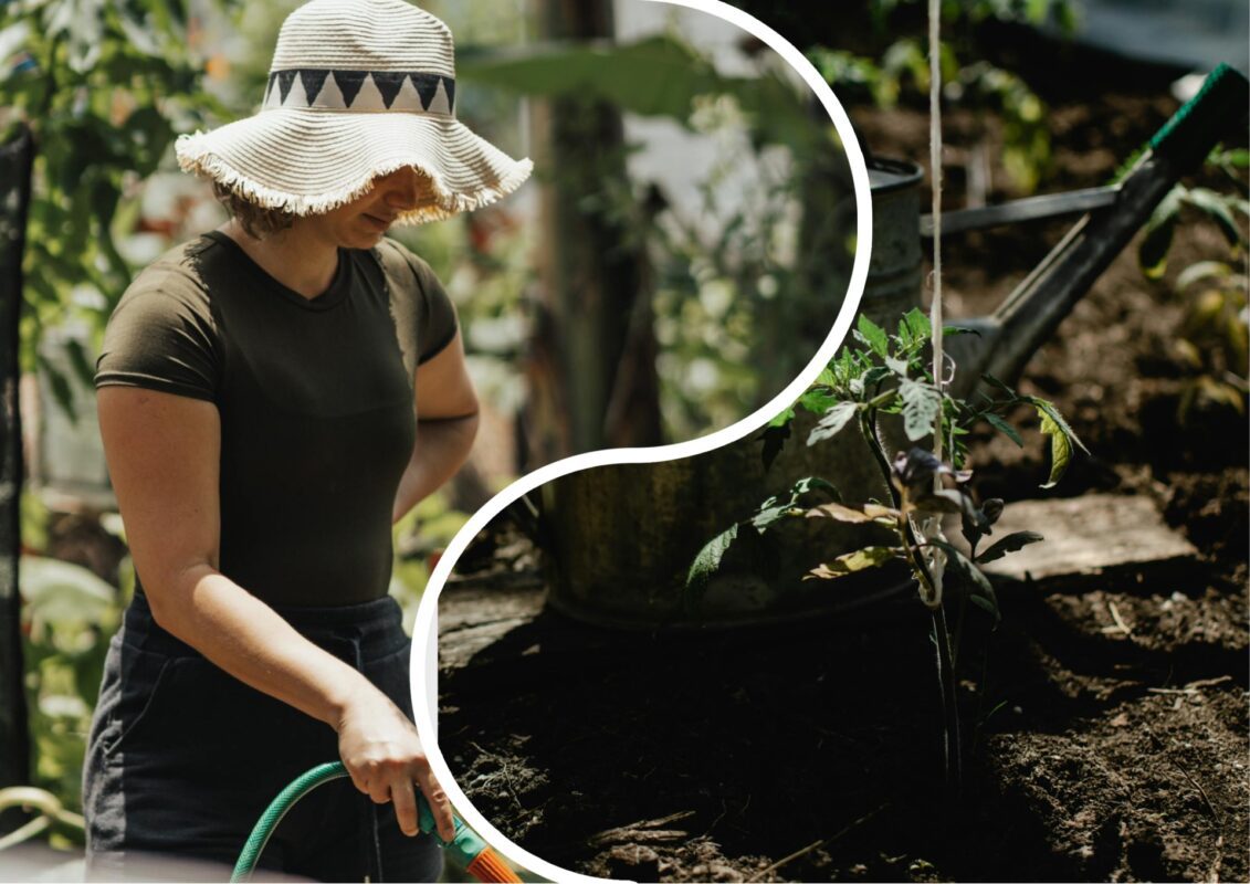 Агрономи розповіли, як правильно поливати рослини на городі
