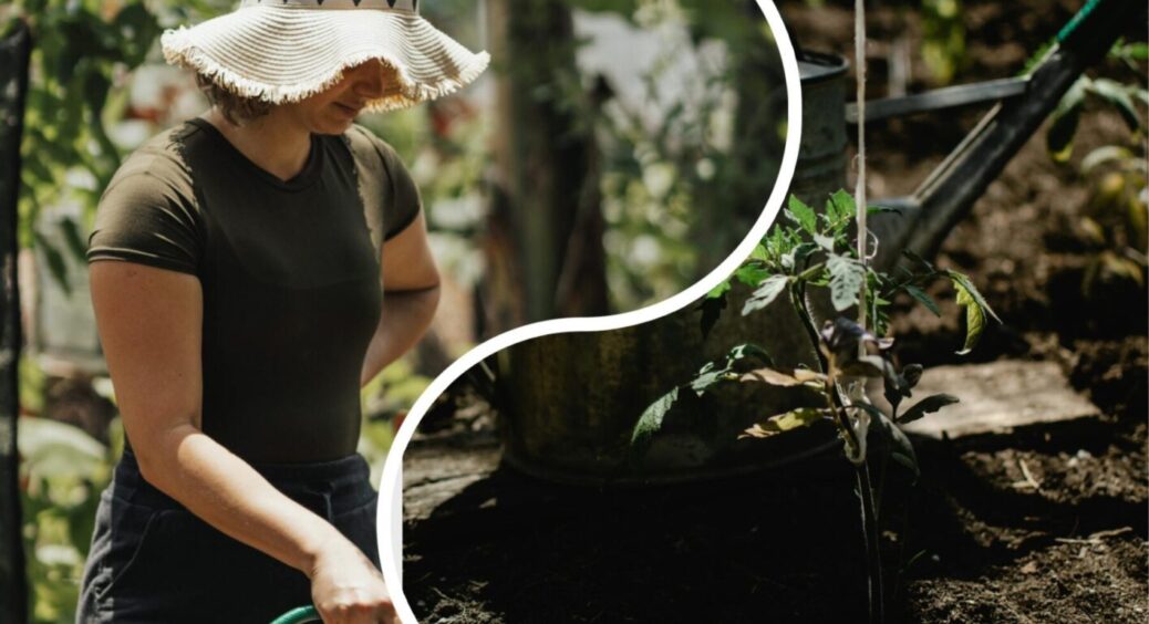 Овочі посадили, але дещо забули: 1 дія, яку треба регулярно робити на городі, щоб був врожай 